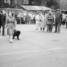Жюри. Выставка собак на стадионе «Труд», г. Томск, октябрь 1988 г.