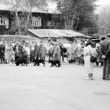 Участники. Выставка собак на стадионе «Труд», г.Томск, октябрь 1988 г.