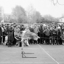 Прыжок. Выставка собак на стадионе «Труд», г. Томск, октябрь 1988 г.