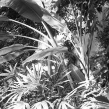 Сибирский ботанический сад, оранжерея, зал тропиков. 1980-й год