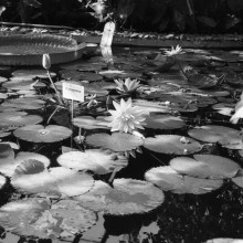 Сибирский ботанический сад, оранжерея, бассейн и кувшинки. 1980-й