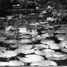Сибирский ботанический сад, оранжерея, кувшинки и бассейн. 1980-й