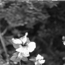 Сибирский ботанический сад, оранжерея, китайский розан. 1980-й